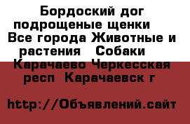 Бордоский дог подрощеные щенки.  - Все города Животные и растения » Собаки   . Карачаево-Черкесская респ.,Карачаевск г.
